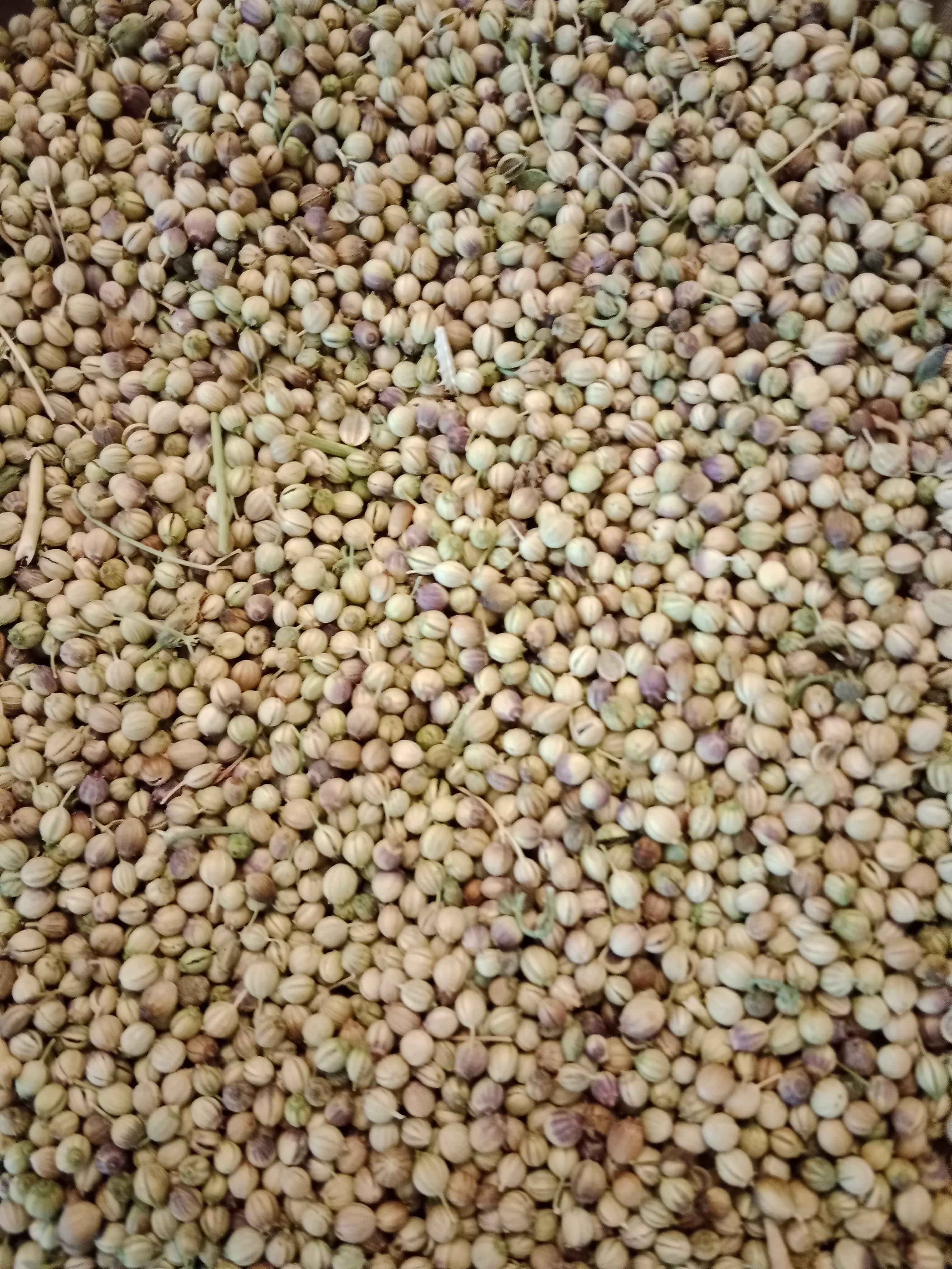 فروش ویژه گشنیز دارویی نهاوند با آزمایش لینالین توسط آناهیتا اکسپورت