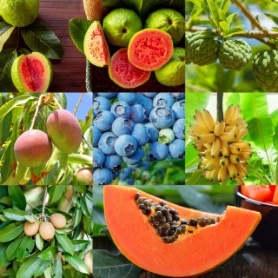 فروش عمده انواع نهال میوه های استوایی در ایران + خرید تصمینی محصول