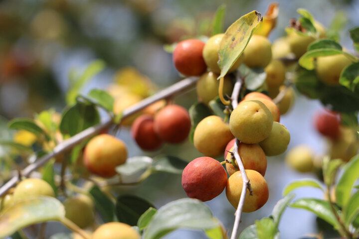 تصویر 3 از فروش عمده انواع نهال میوه های استوایی در ایران + خرید تصمینی محصول