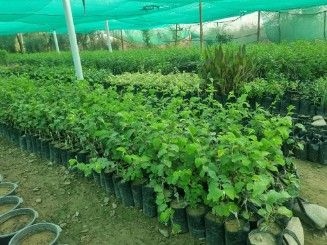 تصویر 2 از تولید نهال کنار پیوندی + فروش نهال کنار بدون هسته