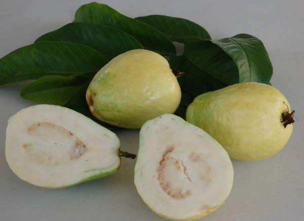 فروش عمده نهال گواوا زرد + نهال زیتون پاکستانی