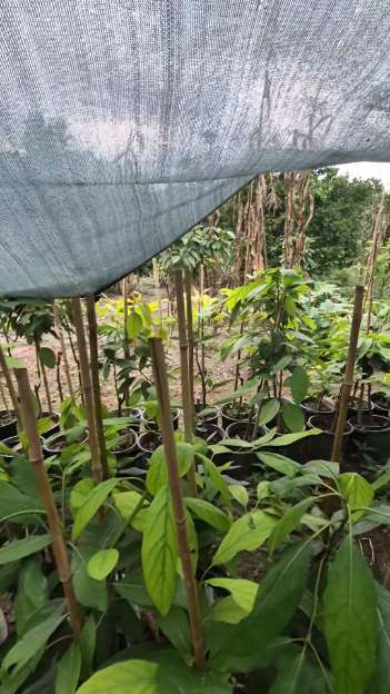 تصویر 2 از نهال آووکادو یکسال و نیم انواع ارقام آووکادو + مشاوره انتخاب بهترین انواع نژاد