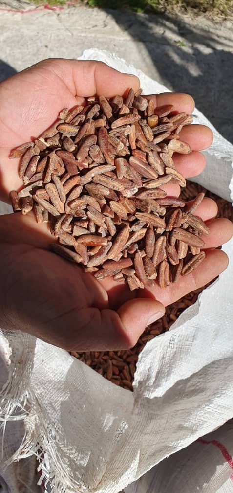 فروش ویژه هسته خرما + ارسال سراسری