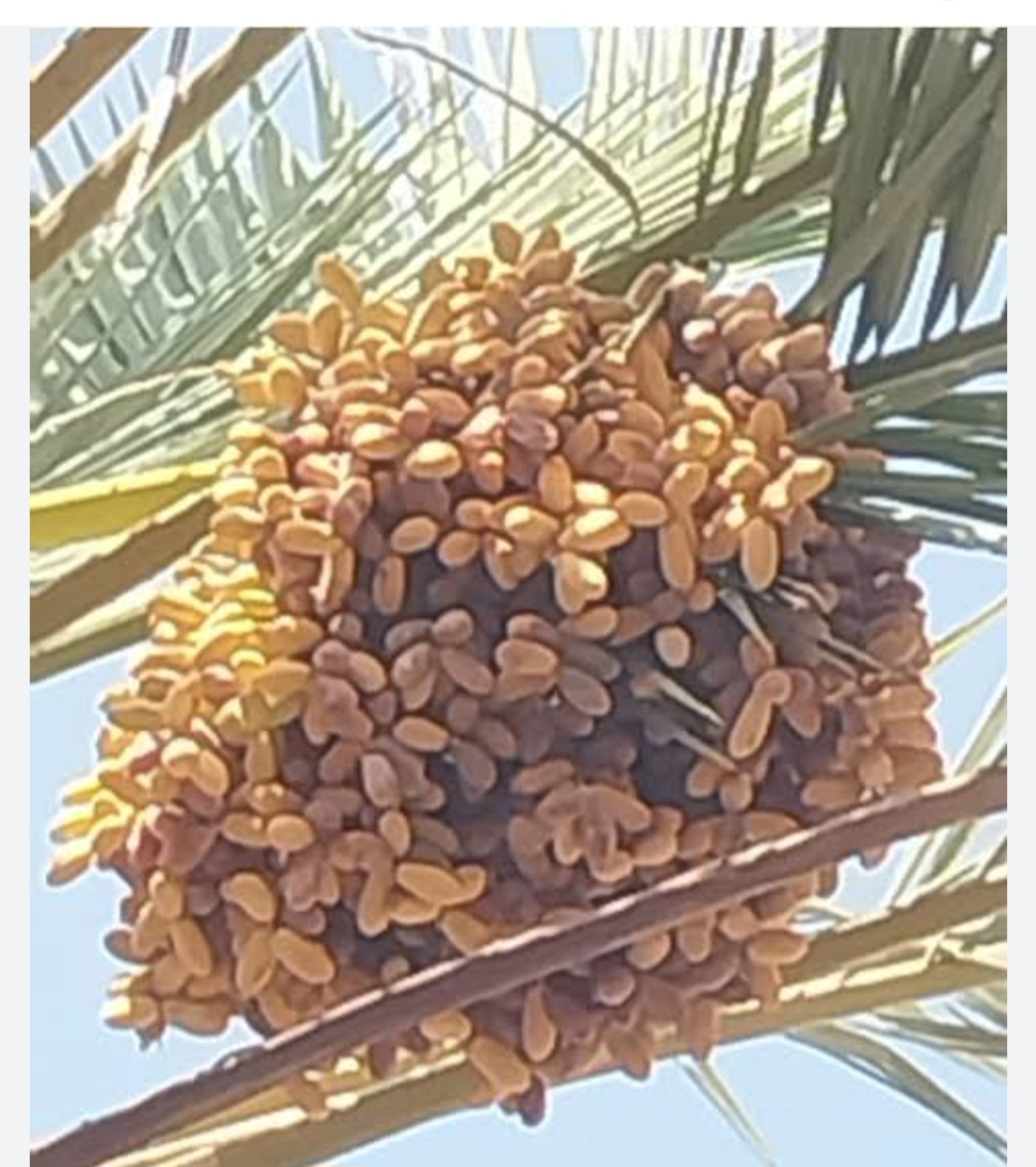 فروش عمده خرما شاهانی خاوران