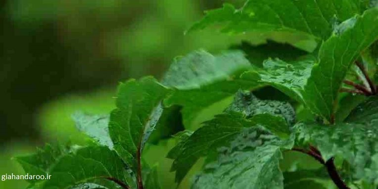 خرید بادرنجبویه برگ صادراتی با کیفیت ممتاز