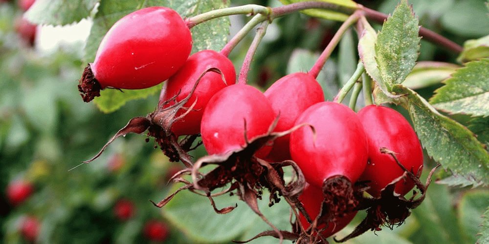 تصویر 4 از فروش و خرید عمده میوه نسترن ارگانیک