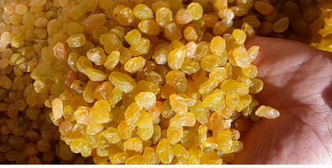 کشمش طلایی گلدن صادراتی