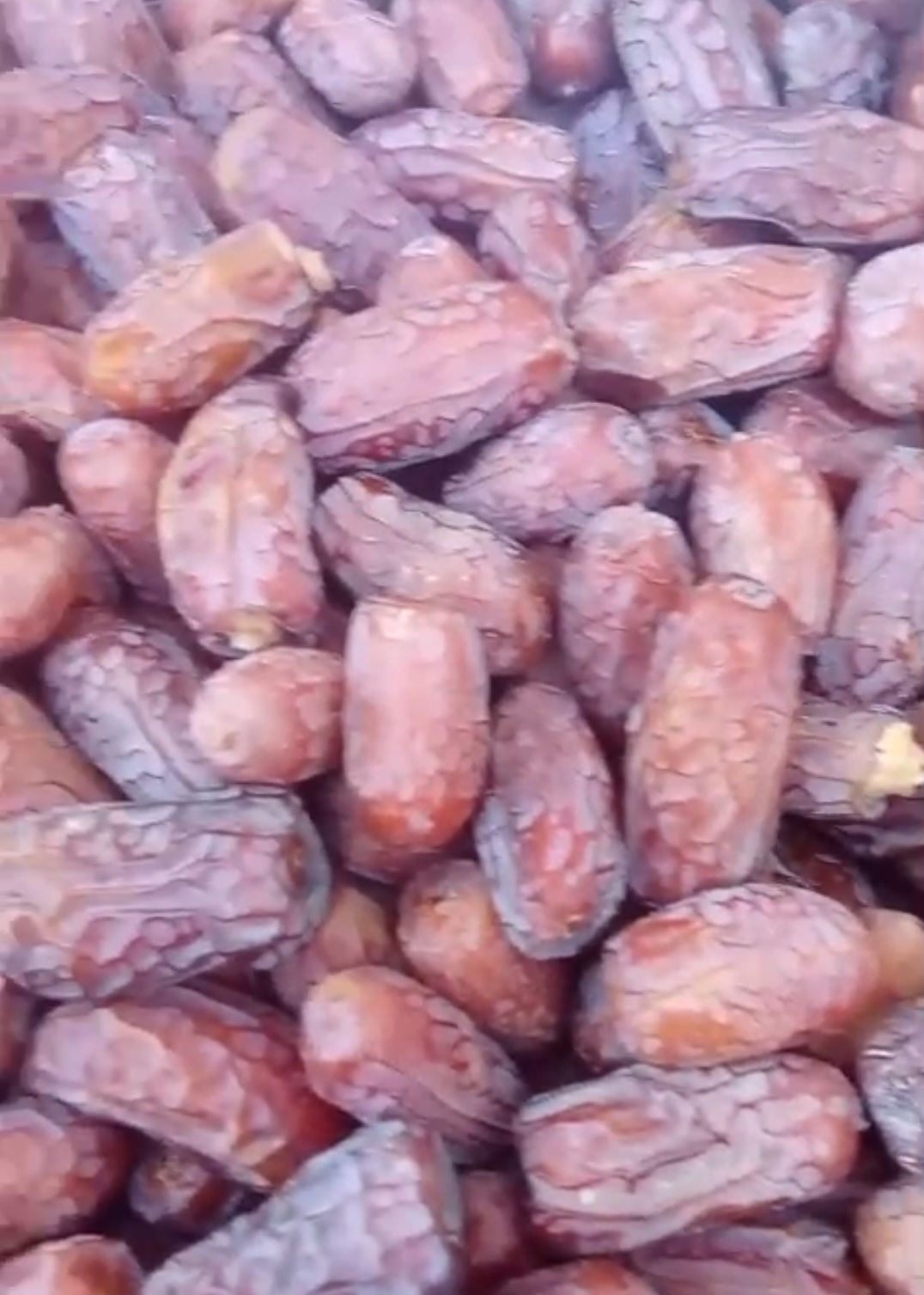 فروش عمده خرما پیارم طلایی