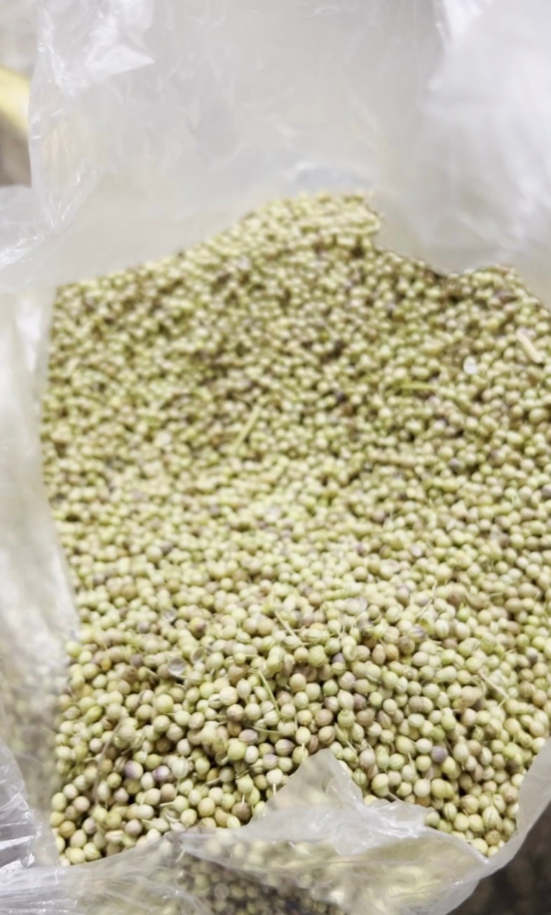 فروش عمده گیاه خام دارویی و خوراکی به خاورمیانه