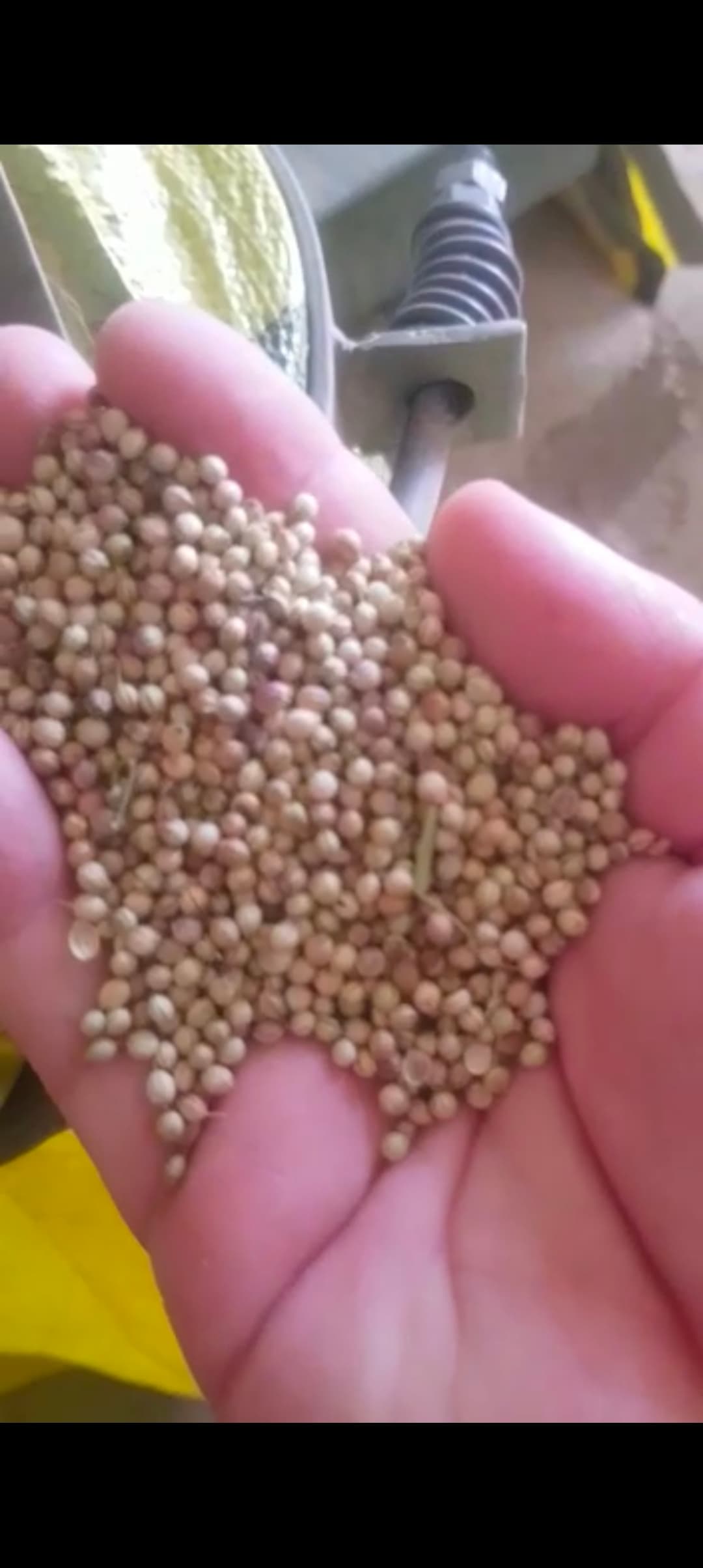 خرید گشنیز خشک با خلوص ۹۷ ٪ از گروه نهاوند