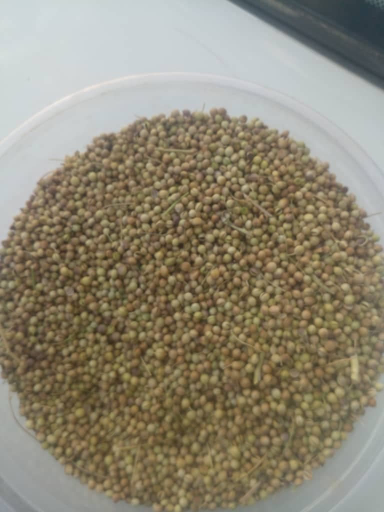 بررسی بازار گشنیز و زیره ایران در بازار های داخل و خارج + قیمت