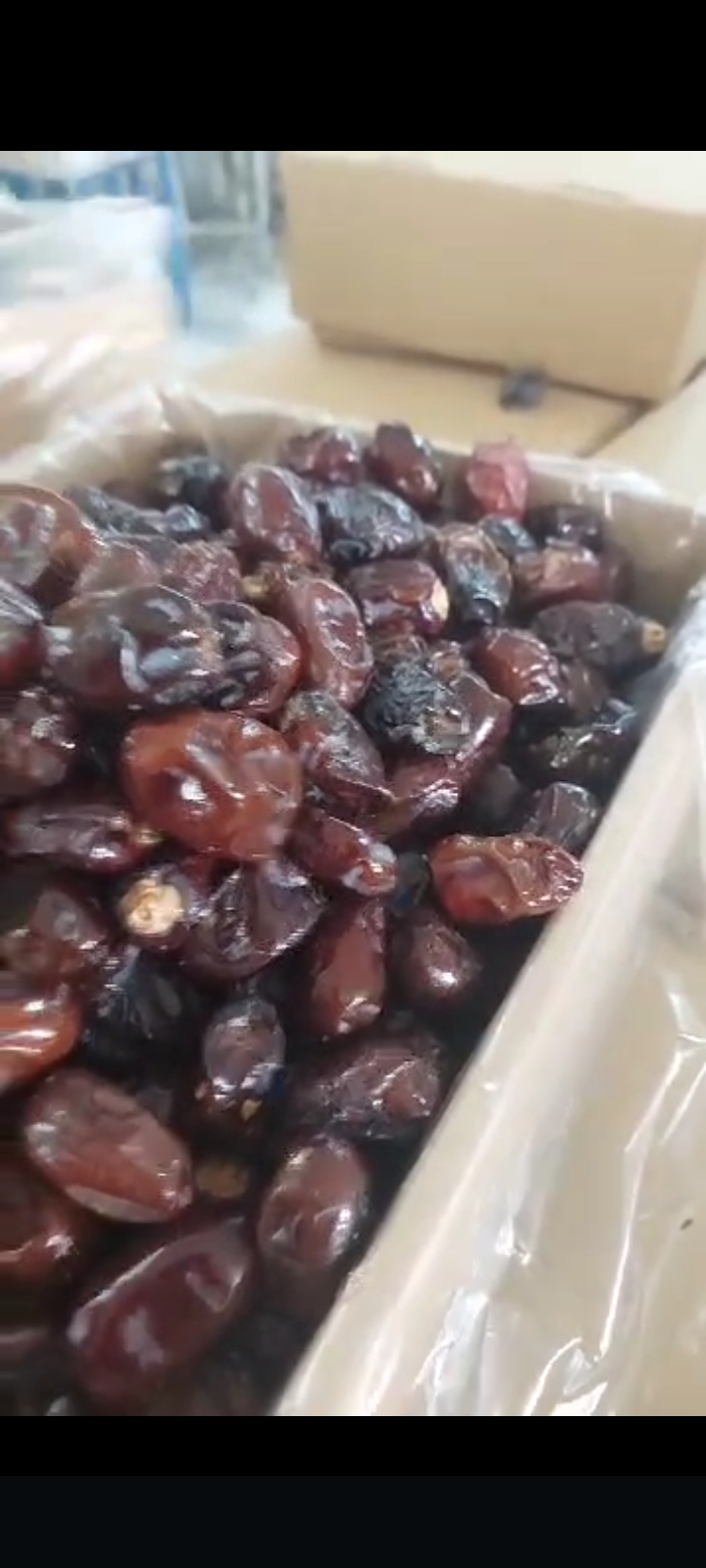 خرما کبکاب فروش عمده + خرید ویژه و بهینه