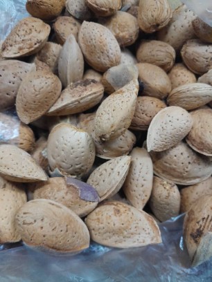 قیمت خرید بادام درختی + فروش عمده