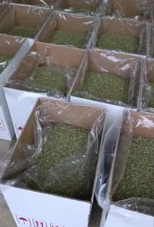 تصویر 4 از خرید آویشن شیرازی برگ صادراتی با کیفیت ممتاز