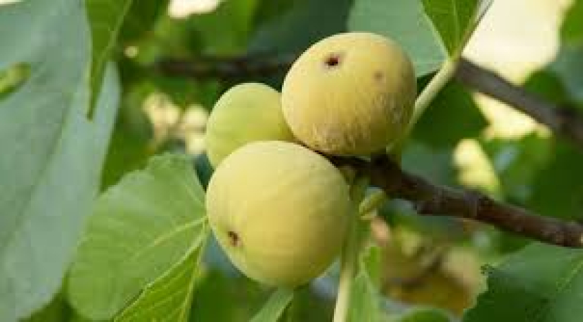 خرید اینترنتی انجیر سفید طارم + فروش استثنایی