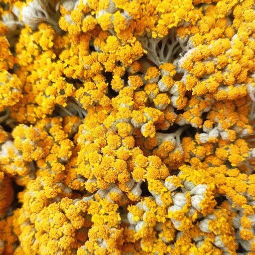 تصویر 1 از فروش عمده بومادران خشک صادراتی + قیمت رقابتی از برند روناکو