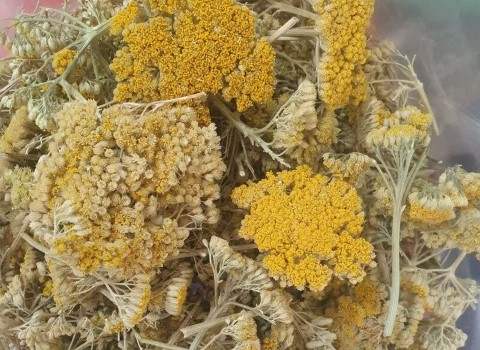 تصویر 3 از فروش عمده بومادران خشک صادراتی + قیمت رقابتی از برند روناکو