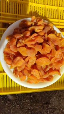 خرید برگه زردآلو + قيمت مناسب