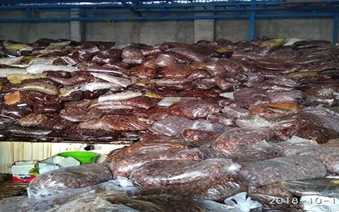 فروش خرما ضایعاتی جیرفت