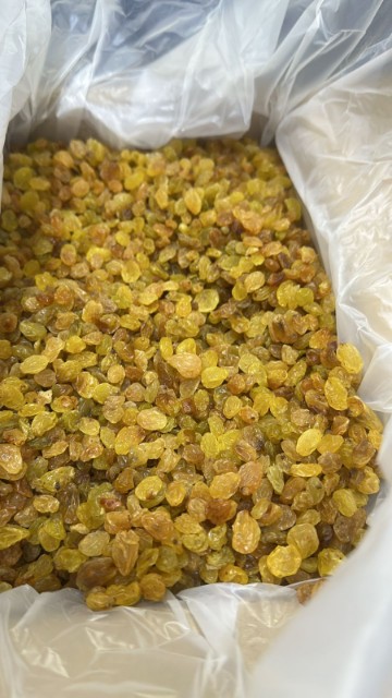 کشمش زرد ملایر + فروش عمده