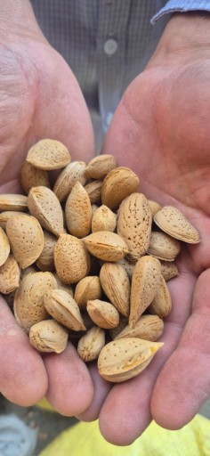 قیمت روزانه بادام درختی + فروش نقدی