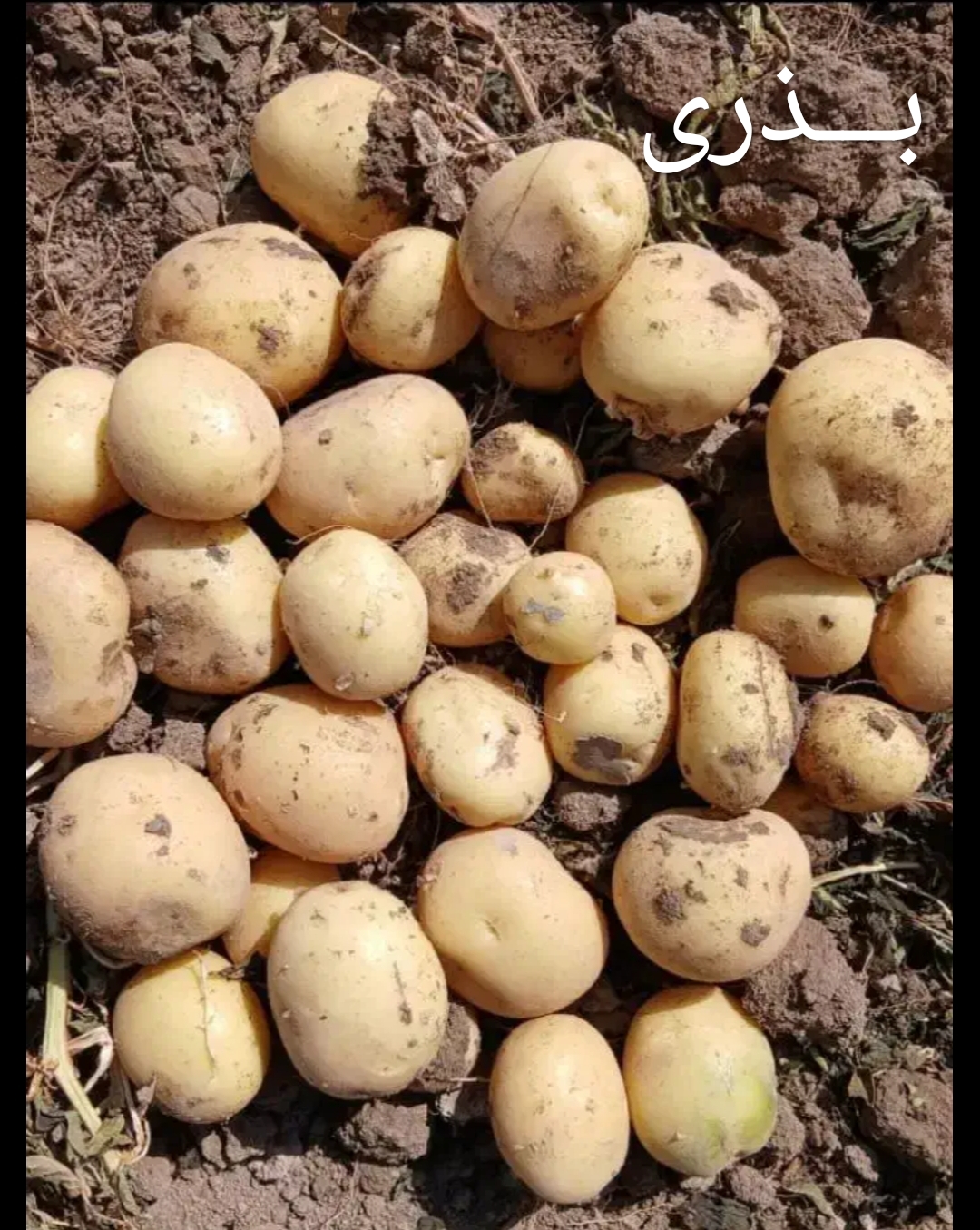 قیمت سیب زمینی و پیاز امروز + فروش عمده