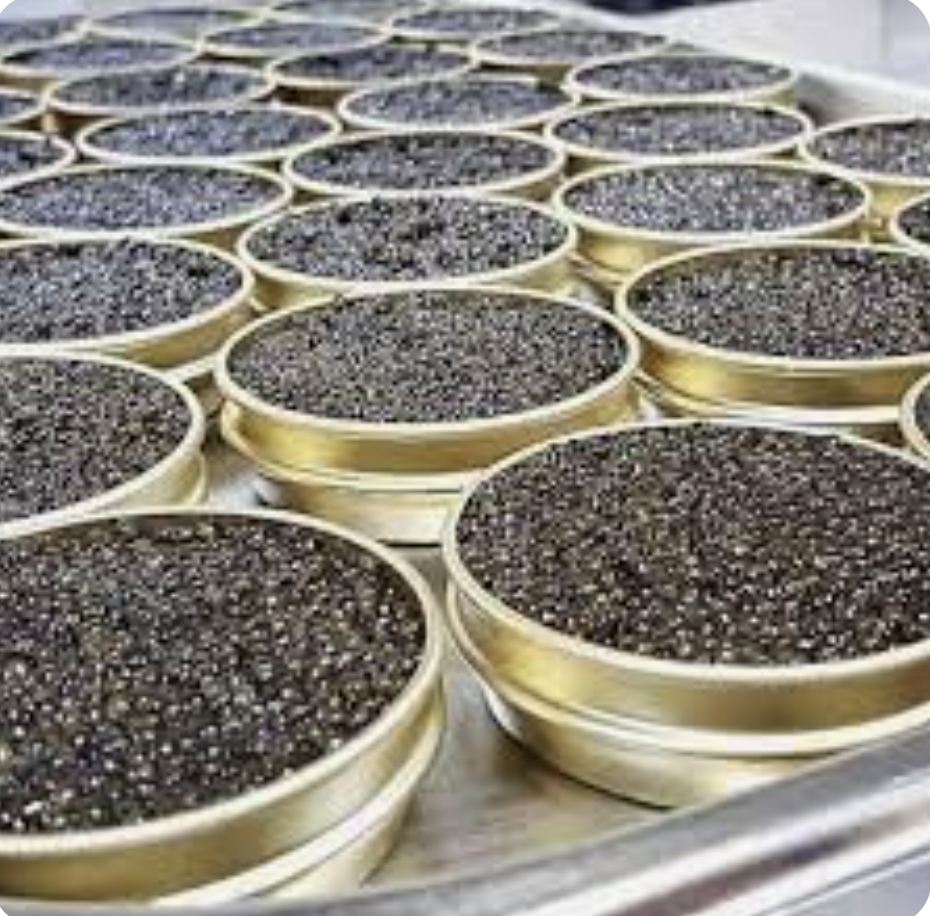 خرید خاویار بلوگا