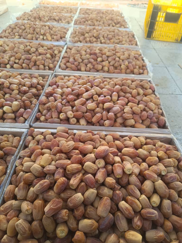 قیمت عمده امروز خرمای زاهدی