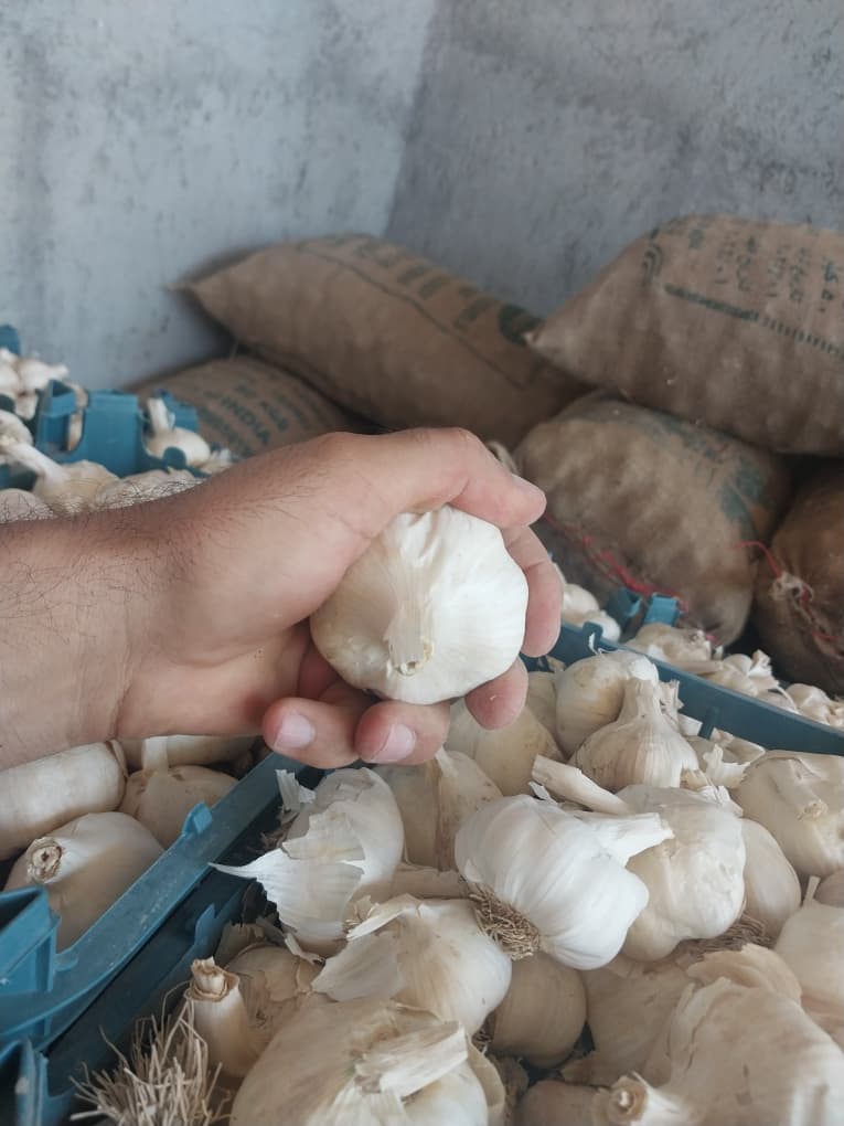 خرید سیر سفید همدان