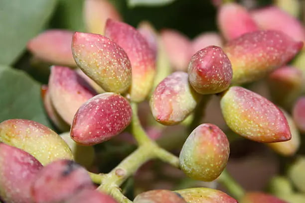 قیمت پسته اکبری تازه با کیفیت ارزان + خرید عمده