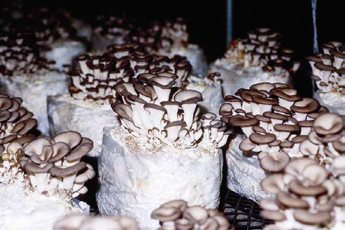 قیمت خرید قارچ خوراکی ماکرو لپیوتا + فروش ویژه