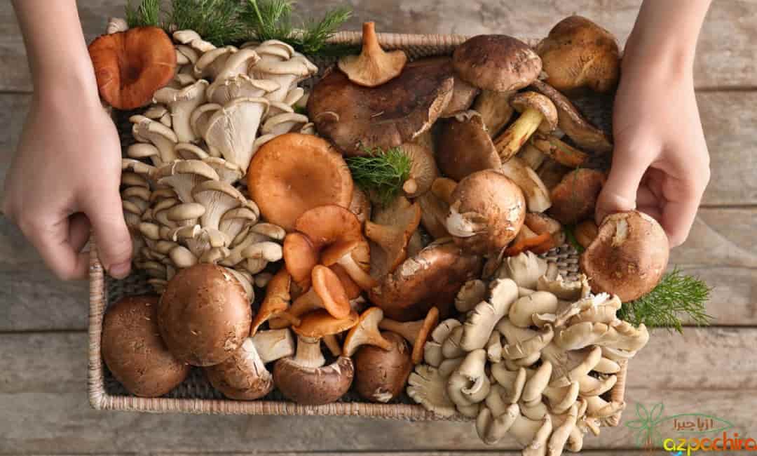خرید و فروش قارچ خوراکی چتری بسته بندی با شرایط فوق العاده