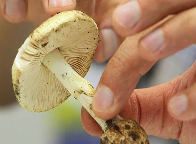 قیمت خرید قارچ چتری اعلا عمده به صرفه و ارزان