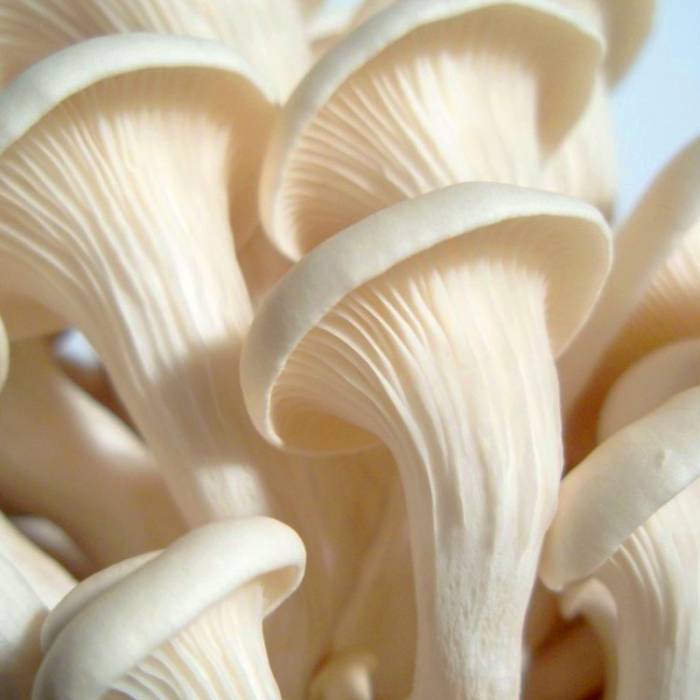 فروش قارچ چتری سفید + قیمت خرید به صرفه