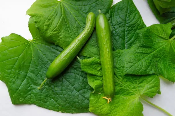 قیمت خرید خیار قلمی بوته ای + فروش ویژه