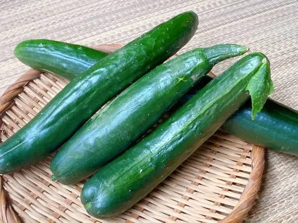 فروش خیار درختی گیلان + قیمت خرید به صرفه