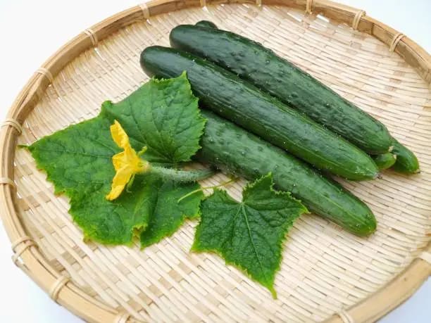 قیمت خیار درختی ناگین با کیفیت ارزان + خرید عمده