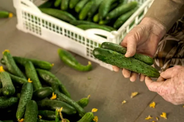 قیمت خرید خیار قلمی ریز با فروش عمده