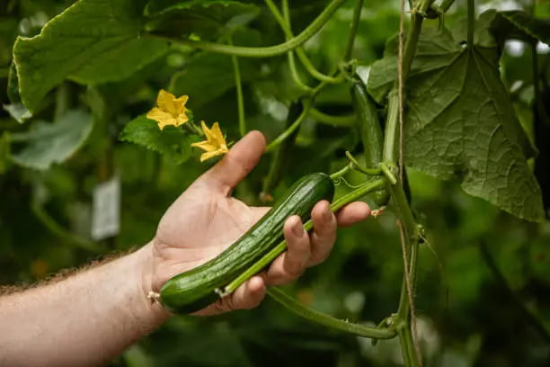 خرید و قیمت خیار گلخانه ای خیار شور + فروش صادراتی