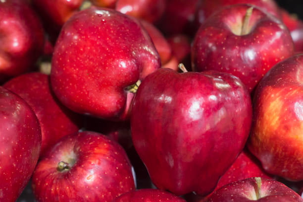 خرید و قیمت سیب قرمز ارومیه + فروش عمده