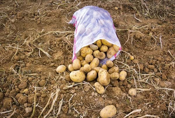 خرید و قیمت سیب زمینی سانتانای ایران + فروش عمده