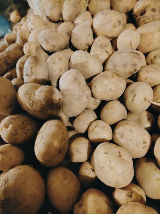 خرید و قیمت سیب زمینی سانتانا صنعتی + فروش صادراتی