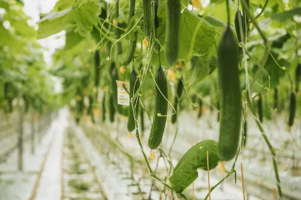 خرید و قیمت خیار گلخانه ای مجلسی + فروش عمده