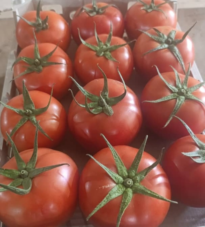 فروش ویژه گوجه گلخانه ای ۴۱۲۹ هیدرو پونیک سورت روس و خلیج