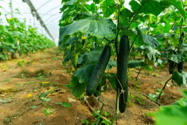 قیمت خرید خیار گلخانه ای برای خیارشور خوبه با فروش عمده