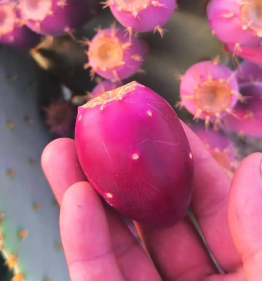 فرصت خرید عمده میوه کاکتوس صادراتی تازه + قیمت ویژه برای عمده فروشان