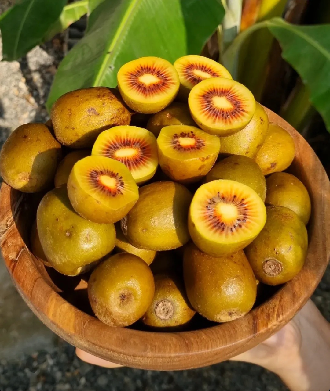 خرید عمده کیوی تو سرخ + بهترین قیمت برای عمده فرشان