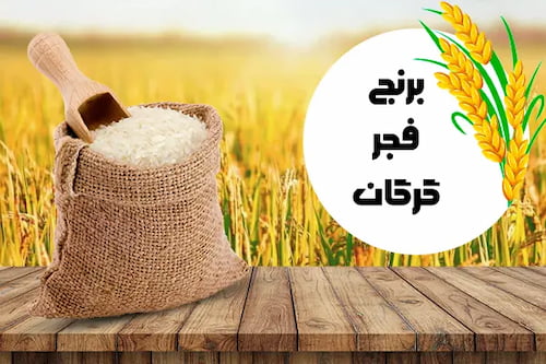 خرید برنج فجر گرگان + قیمت فروش استثنایی