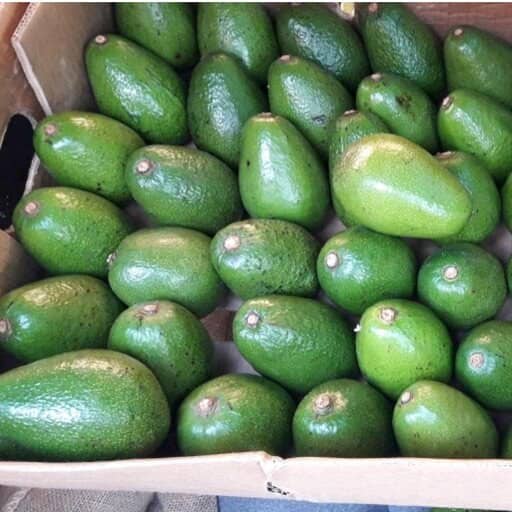 آووکادو با فروش عمده + مناسب برای توزیع کنندگان و فروشگاه ها