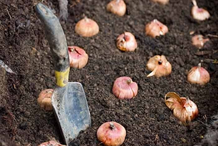 خرید پیاز اصفهان + قیمت فروش استثنایی